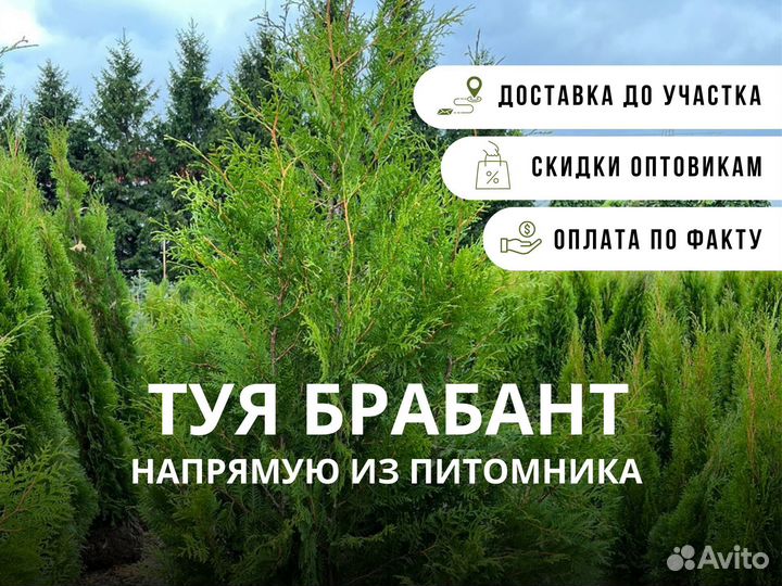 Туя брабант 180-200 см