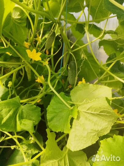 Огурцы свежие домашние