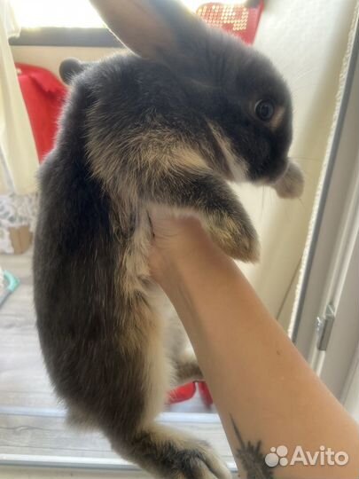 Декоративные кролик