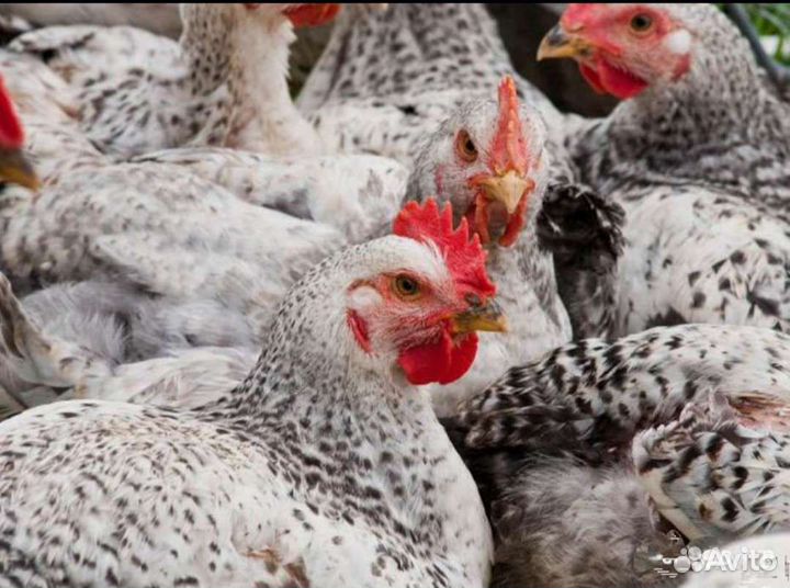 Цыплята Мастер грей, Росс