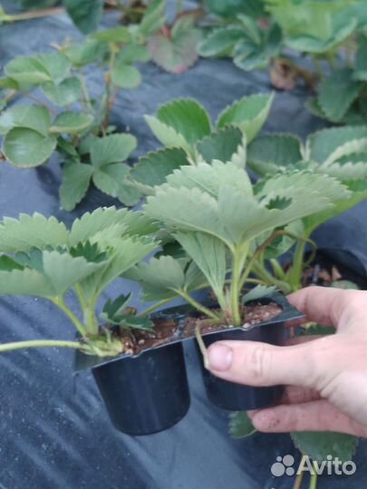 Рассада клубники