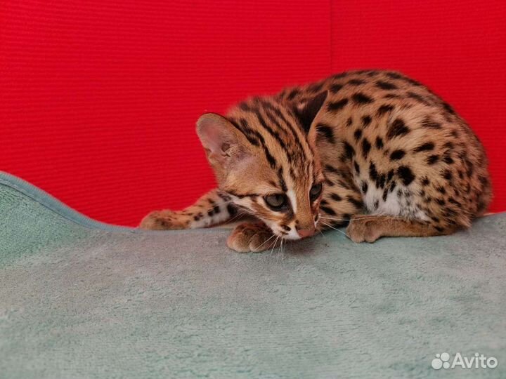Азиатский леопардовый кот. Чистый