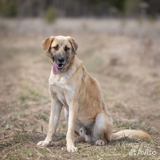 Большой пёс, молодой, умный Зефир