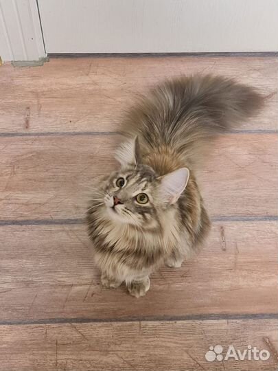 Котята питомника Норвежской лесной кошки