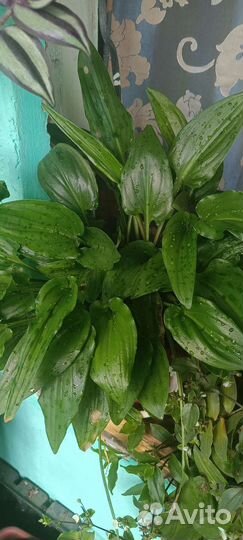 Дримиопсис