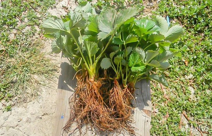 Рассада клубники клери