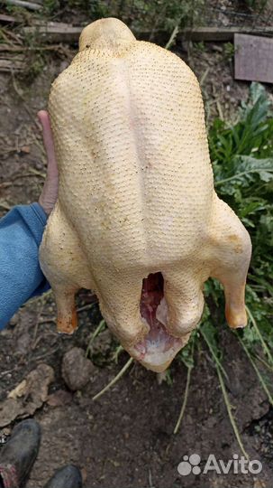 Потрох утки