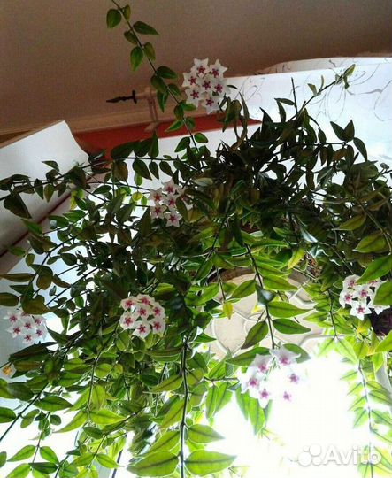 Хойя. Хедера. Хатиора. Сенполия. Традесканция