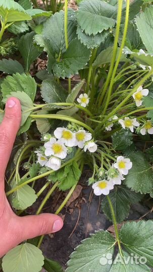 Рассада клубники стаканчик, кассета пекировка