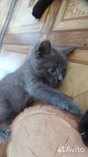 Котенок-девочка в дар