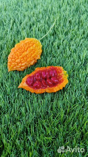 Момордика семена