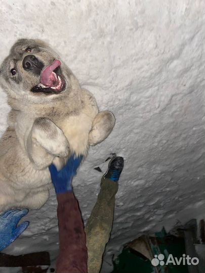 Алабай кобель для вязки