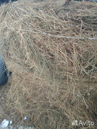Продам сено в рулонах
