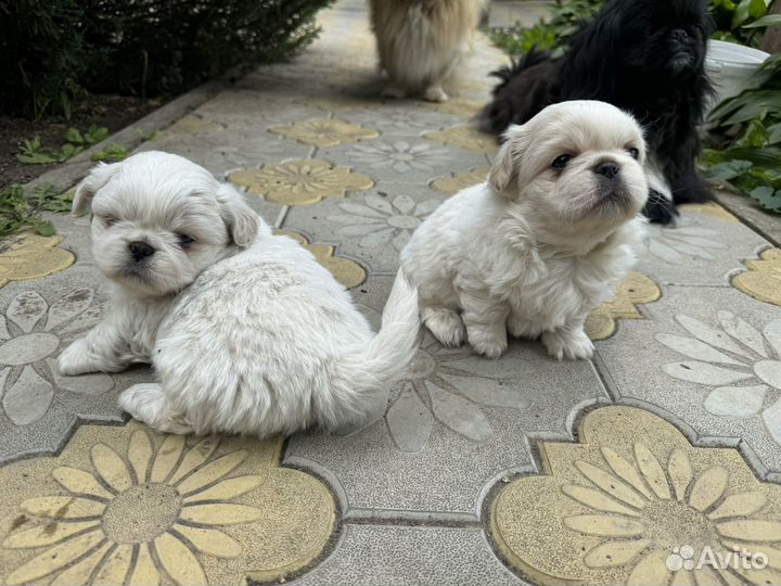 Пекинесики