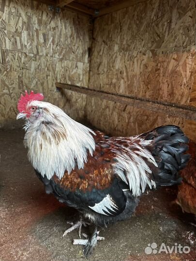 Петух Фавероль