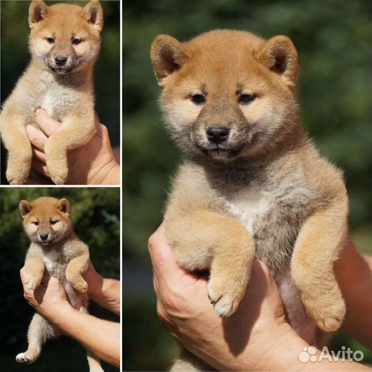 Три мальчика сиба ину готовы к переезду
