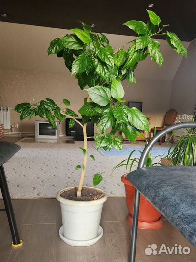 Гибискус китайская роза