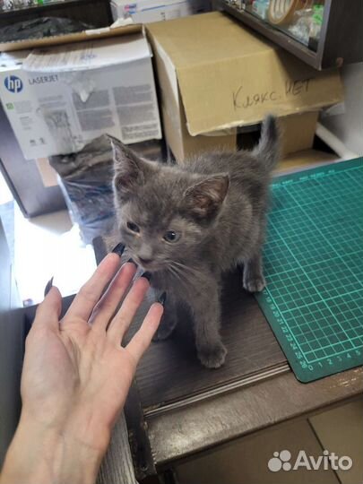 Серый котенок