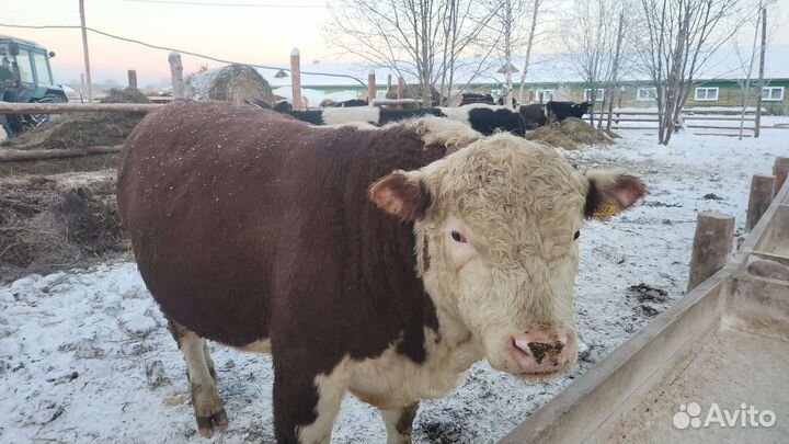 Быки Герифорд на мясо,на племя мраморная говядина