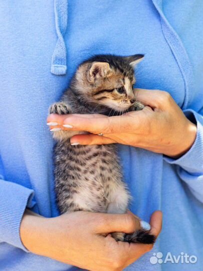 Кошка, котёнок