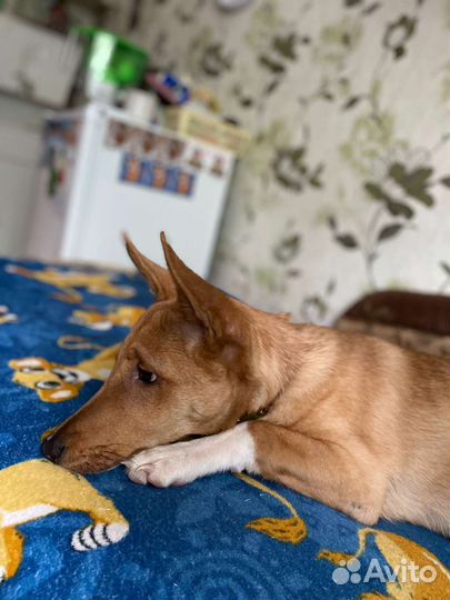 Маленькая собака, мальчик в добрые руки