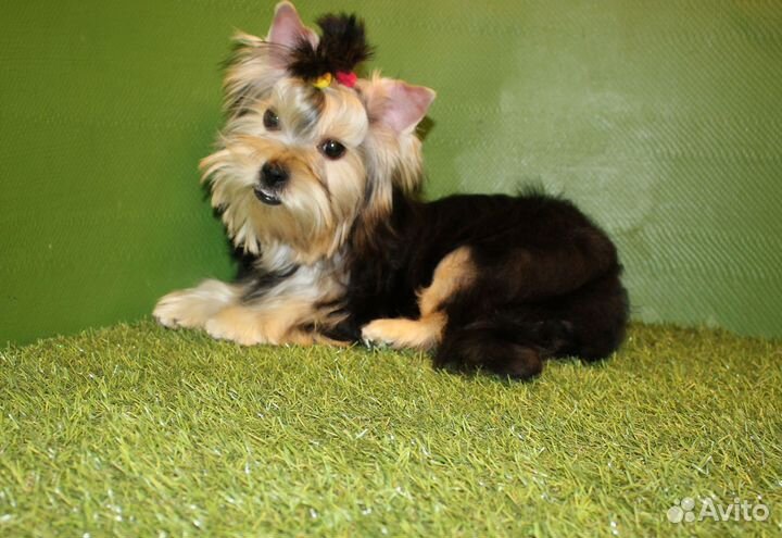 Девочка Йоркширского терьера для души