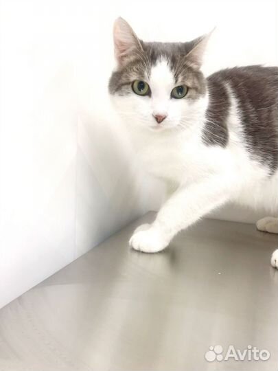 Доброго красивого Оскара (1,5 года) выбросили