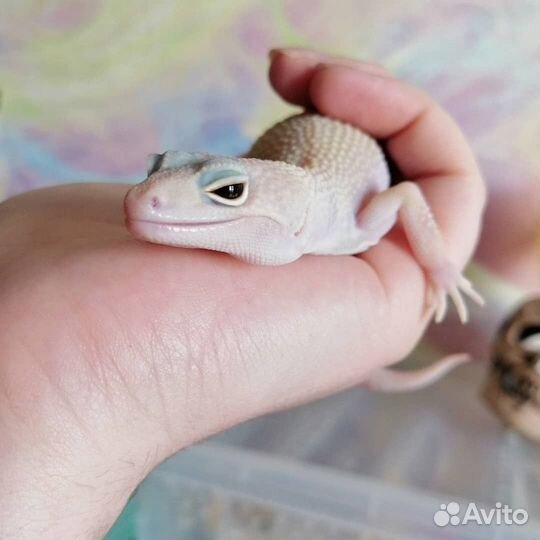 Эублефар самка