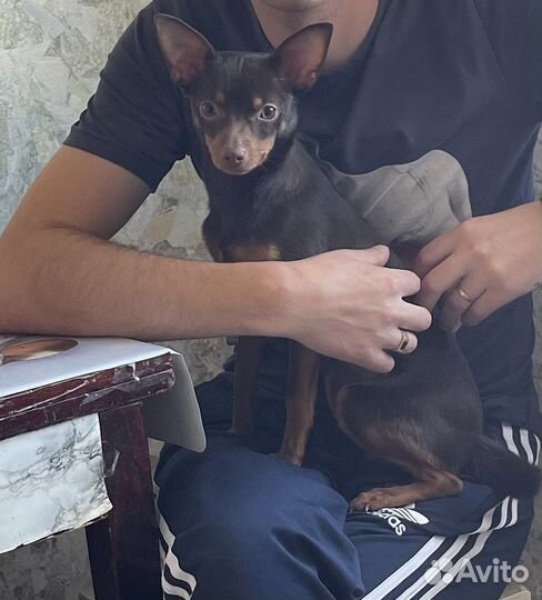 Русский той-терьер вязка