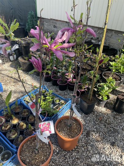 Уличные растения цветы