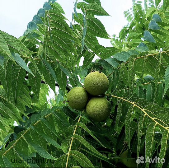 Саженцы грецкого ореха, черного ореха