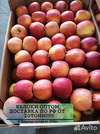 Яблоки оптом от 20 тонн