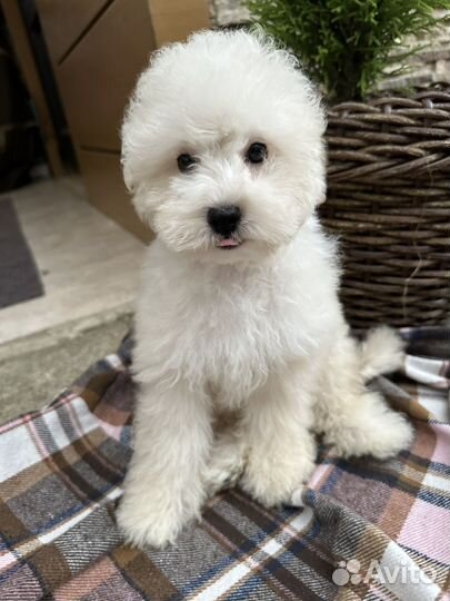 Мальтипули мальчики