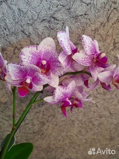Орхидея фаленопсис