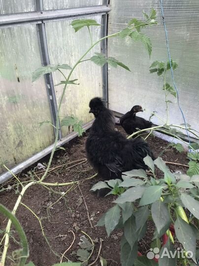 Китайские шелковые