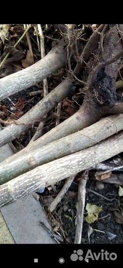 Павловния крупномеры