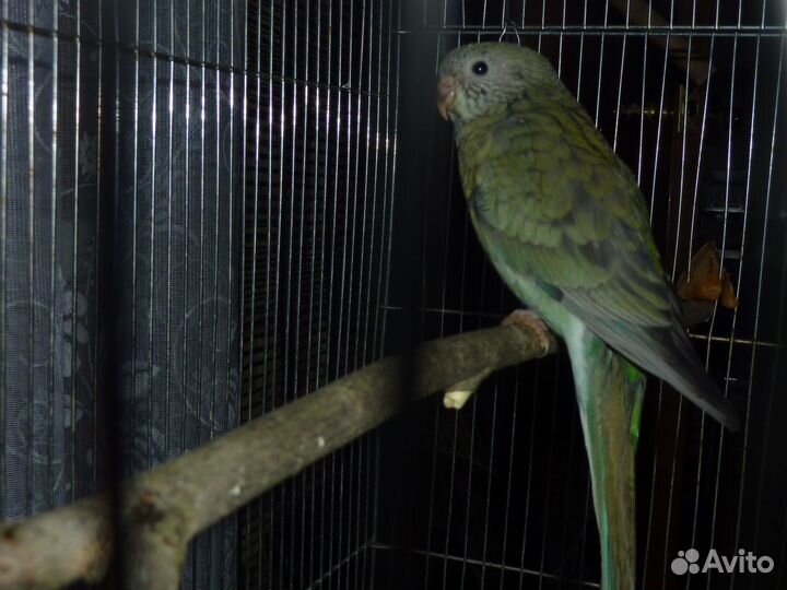 Птенцы певчих попугаев