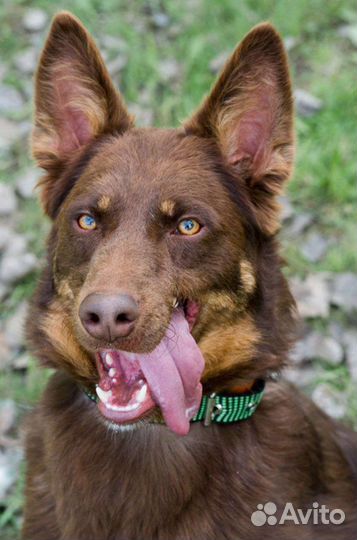 Небольшой красивый умный метис келпи 1,5 года