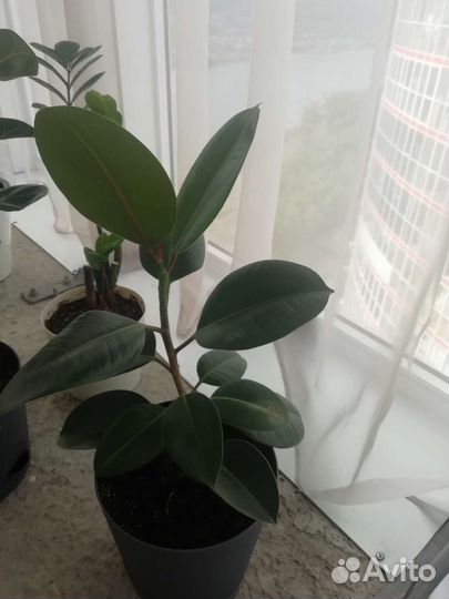 Фикус каучуконосный