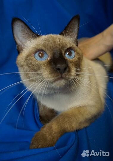 Тайские котята сил/блю пойнт подростки