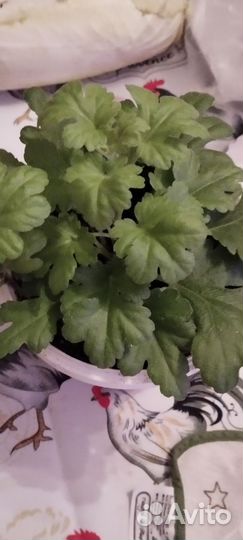 Укоренённые саженцы хризантемы