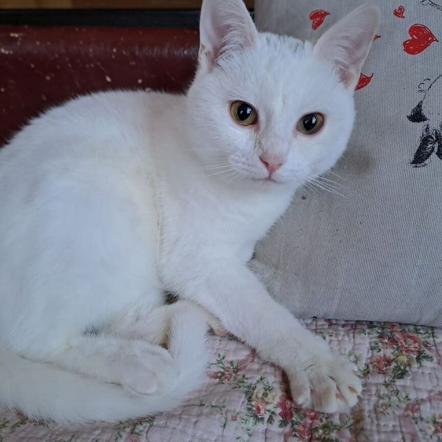 Кошка, котёнок, белая