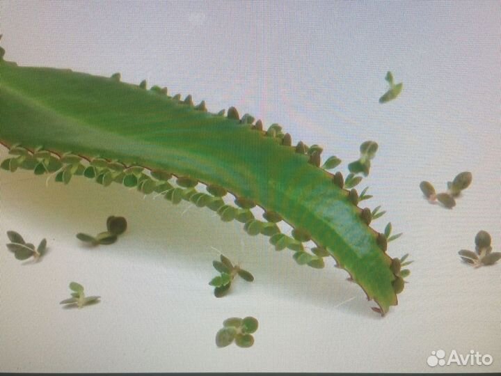 Растения домашние поделюсь