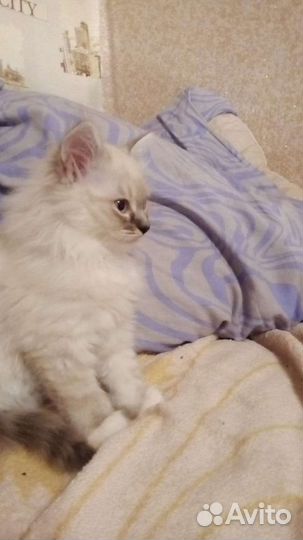 Отдам в добрые руки