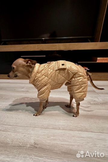 Зимний комбинезон для маленькой собаки