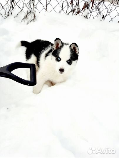 Отдам в добрые руки