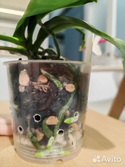 Орхидея фаленопсис Тетраспис С1