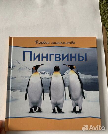 Арлингтон, Лэнгдон. Пингвины. 2008