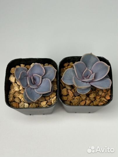 Комнатные растения: суккуленты 2