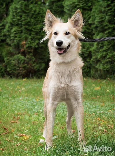 Смешнявка. Собака выкинутая человеком